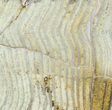 Strelley Pool Stromatolite - Billion Years Old #62755-1